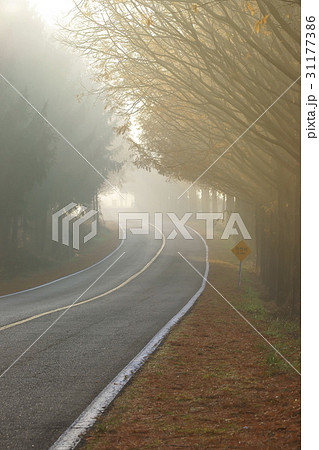 木道 並木道 道路 31177386
