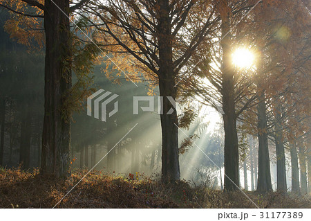 木 メタセコイア 朝 31177389