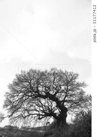 木 モノトーン 扶安郡 31177412