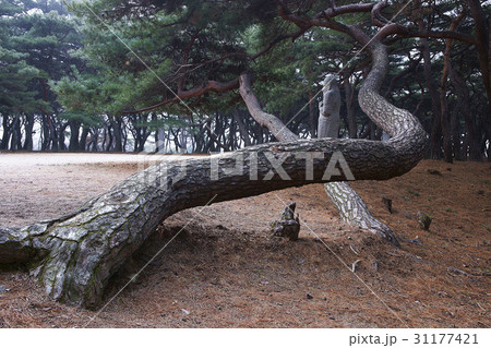 慶北 レース興徳王陵 木 31177421