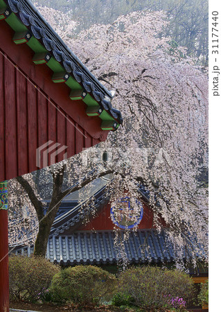桜 里親桜 忠清北道 31177440