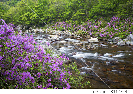 ダルグン谷 チョウセンヤマツツジ 全北 31177449