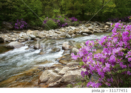 谷 ダルグン谷 チョウセンヤマツツジ 31177451