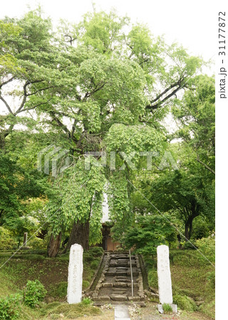 青連寺(常陸太田市) 青連寺(常陸太田市) 31177872