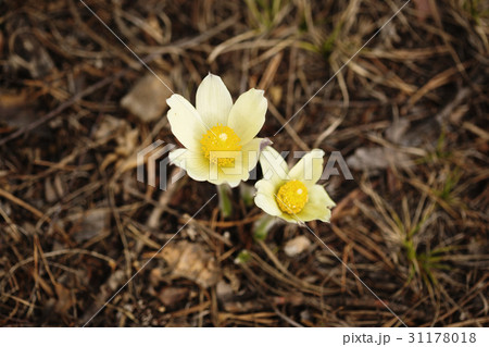 Close-up of tender spring flower Close-up of tender spring flower 31178018