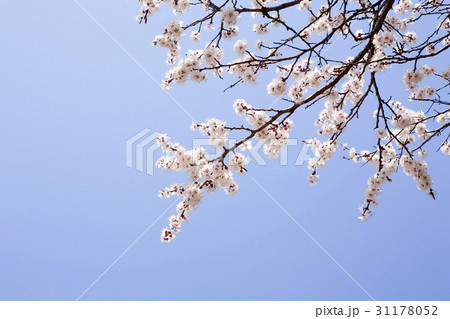 花 ローアングル 桜 31178052