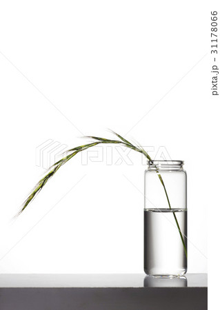 ヌキ 切り抜き 植物 31178066