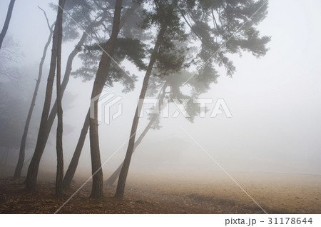 木 陵 霧 31178644