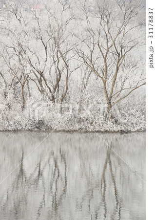 江原道 雪花 昭陽江 31178837