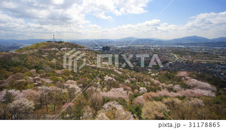 木 ソウル 景色 31178865