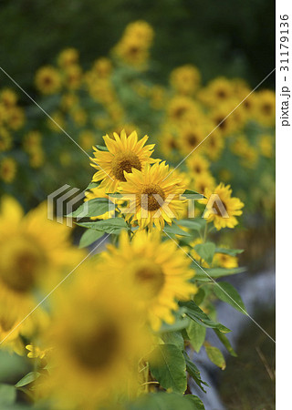 フォーカス 夏の花 クローズアップ 31179136