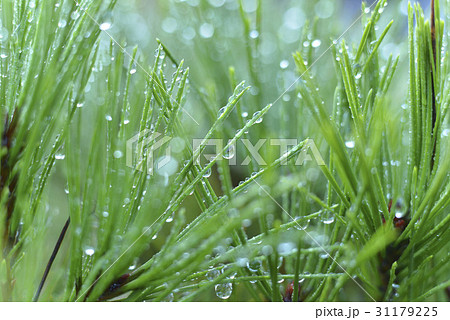 緑 緑色 水滴 31179225