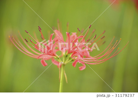 花 コトムルト 赤 31179237