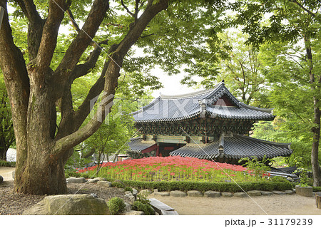 吉祥寺 花 木 31179239