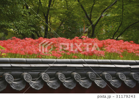 吉祥寺 花 木 31179243