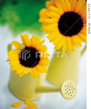 スプリンクラー じょうろ 夏の花 31179414