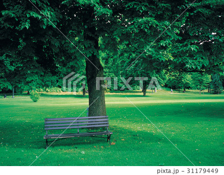 公園 木 米国 31179449
