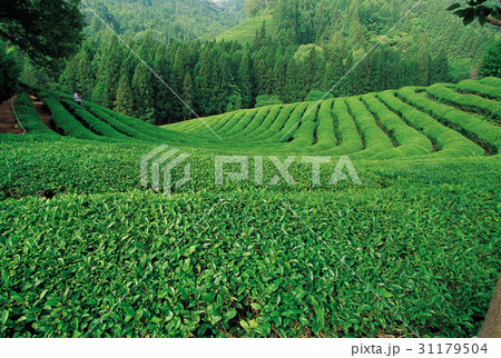 緑茶畑 田畑 の多元 31179504