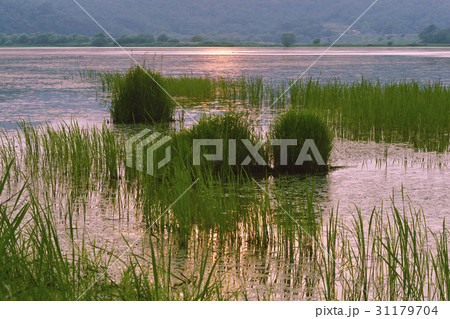 慶南 湿地 牛浦 31179704