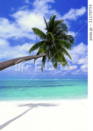 木 ビンタン 旅行 31179754