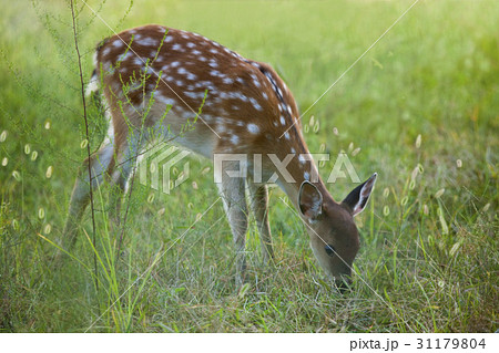 鹿 ソウル ソウルの森 31179804