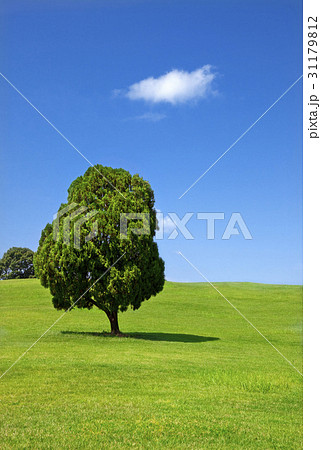 樹木 樹 ツリー 31179812