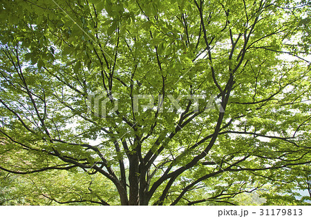 季節 木 植物 31179813