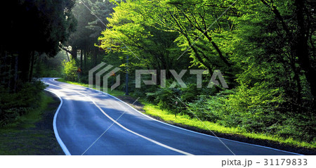 木 道路 森 31179833