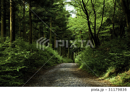 森 植物 一本道 31179836