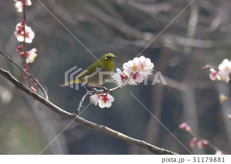 枝 メジロ 梅 31179881