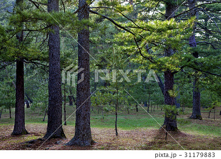 江原道 春 松 31179883