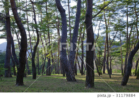 江原道 木 松 31179884