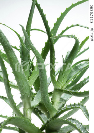 緑 緑色 新鮮 31179890