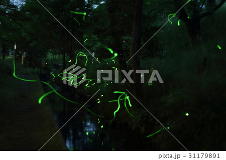 ホタル 多重露光 守山 滋賀 ホタル 多重露光 守山 滋賀 31179891