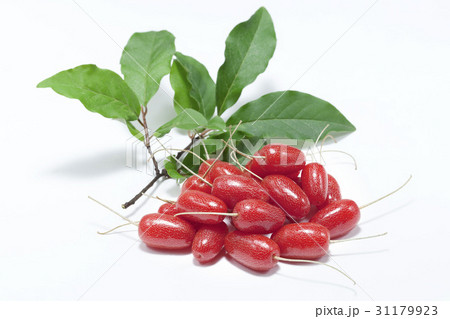 葉 木の葉 ヌキ 31179923