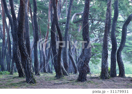 レース同行陵 木 陵 31179931