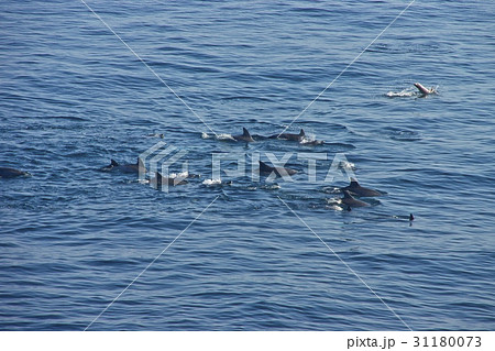 イルカ 動物 海 31180073