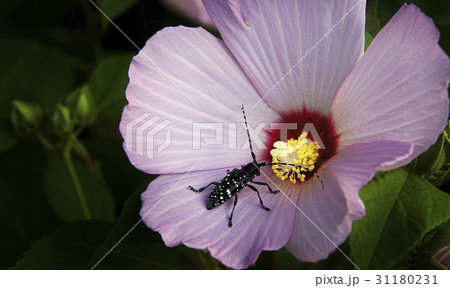 昆虫 花 ブイヨン 31180231