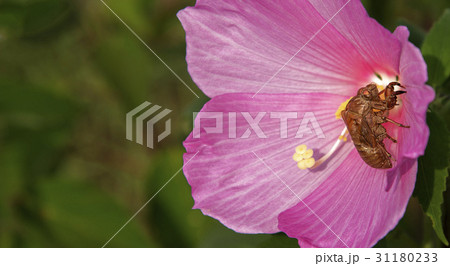 昆虫 セミ ブイヨン 31180233