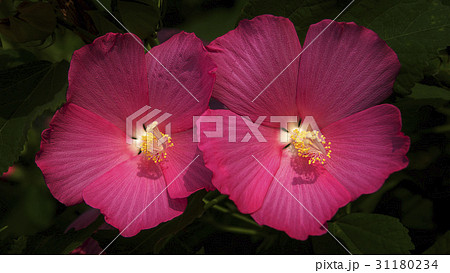 秋の花 花 花芯 31180234