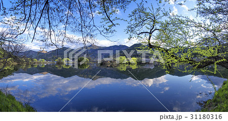 木 反射 反影 31180316