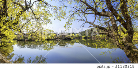 木 反射 反影 31180319