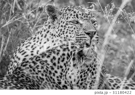Leopard grooming another Leopard. 31180422