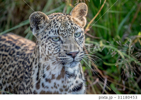 Young Leopard on the look out. 31180453