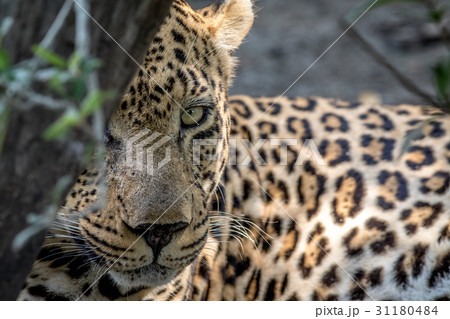Male Leopard starring at the camera. 31180484