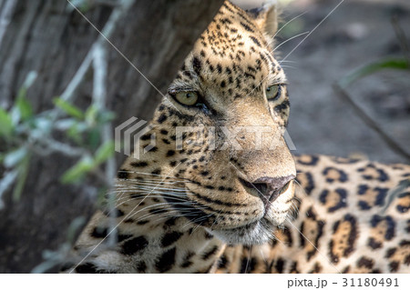 Side profile of a male Leopard. 31180491