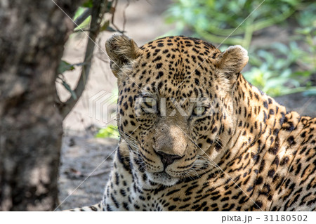 Huge male Leopard starring at the camera. Huge male Leopard starring at the camera. 31180502
