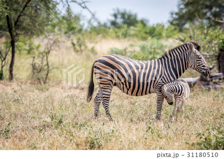 Baby Zebra bonding with his mother. Baby Zebra bonding with his mother. 31180510