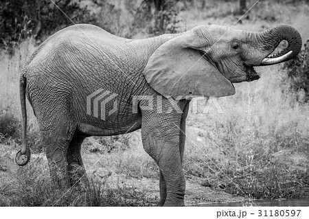 Elephant drinking at a water dam. 31180597