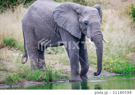 Elephant drinking at a water dam. 31180598